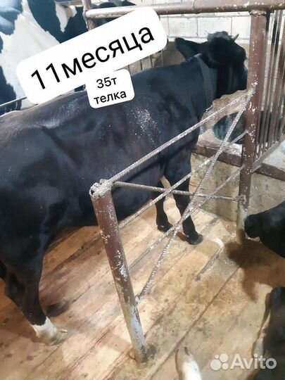 Бычки и телята