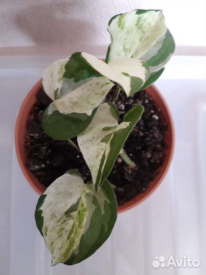 Эпипремнум