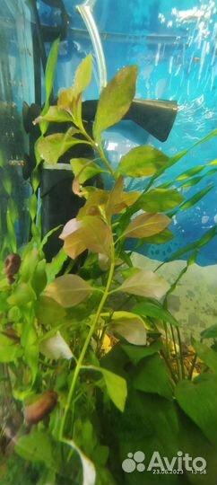 Аквариумные растения