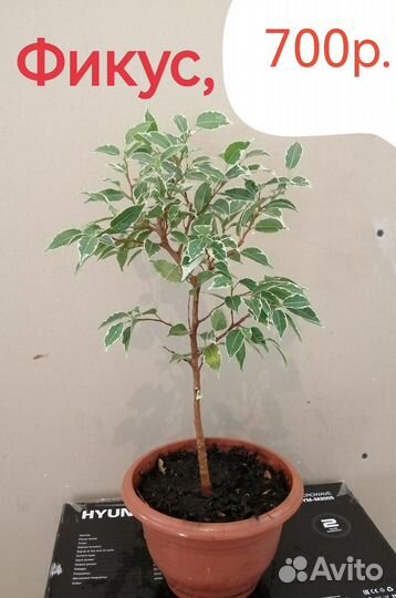 Фикусы