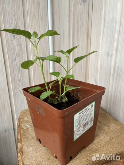 Гортензия саженцы