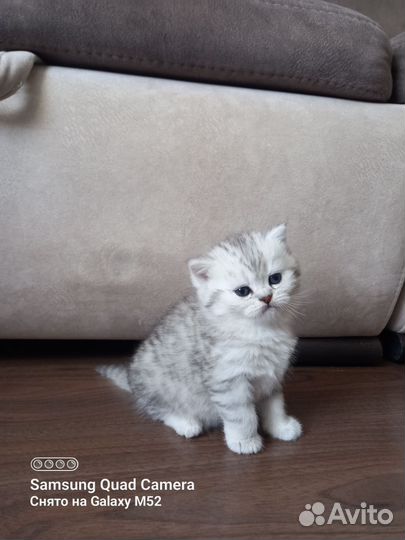 Шотландская шиншилла кошечка