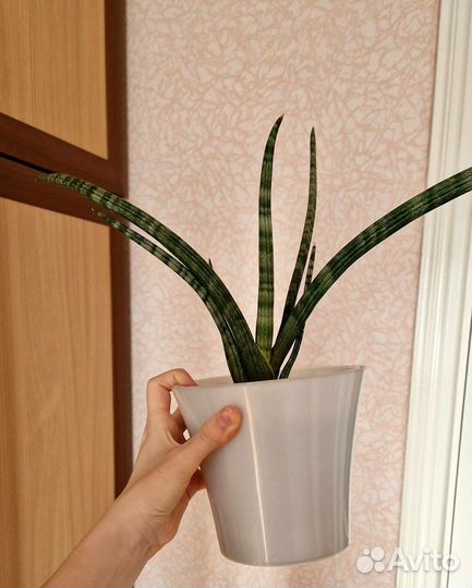 Сансевиерия цилиндрика