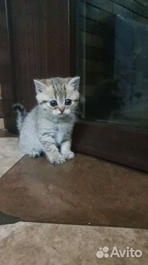 Котята шотландцы