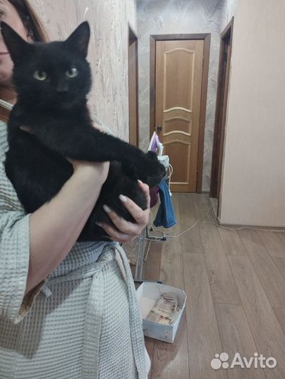 Бесплатно ласковый котик ищет дом