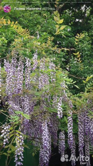 Глициния пышноцветная японская лиловая