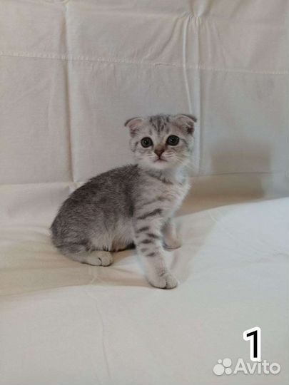 Шотландские котята