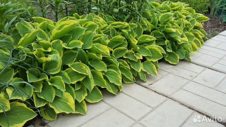 Садовые растения, цветы для дачи