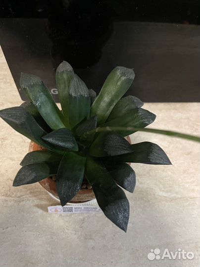 Хавортия (Haworthia correcta)
