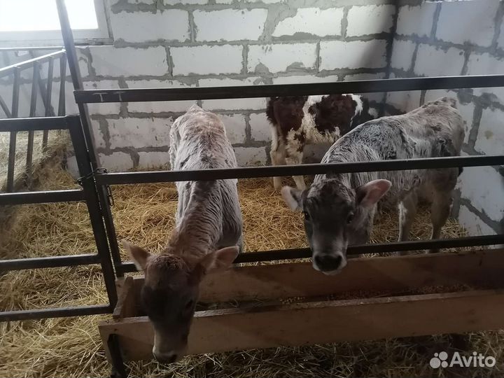 Телята бычки и телочки