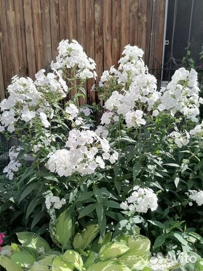 Флоксы многолетние