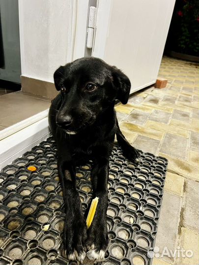 Девочка стерилизованная, паспорт, прививки