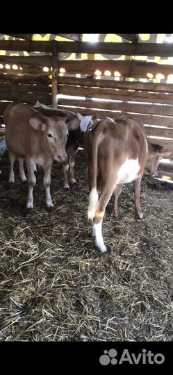 Коровы и телята