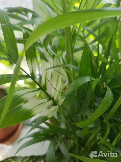 Хамедорея вариегатная