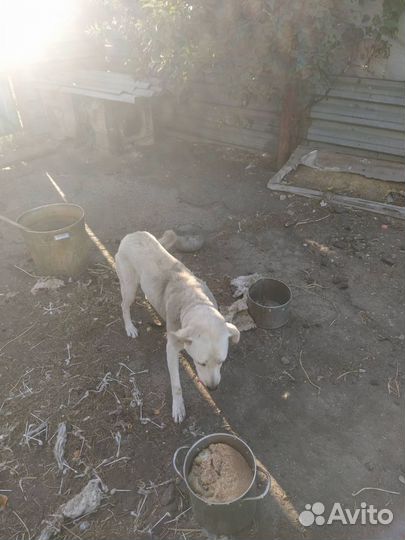 Собакам нужна помощь