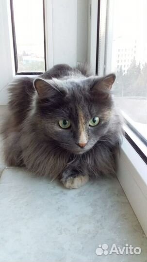 Красавица Стрелка