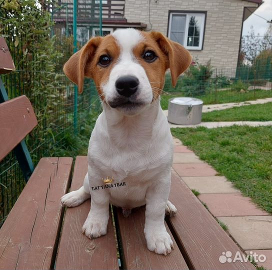 Суперские кобели дрт