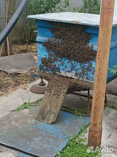 Ульи с пчёлами и мёдом (4 шт.)