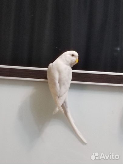 Волнистый попугай с клеткой