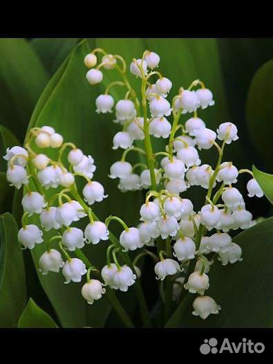 Ландыши рассада