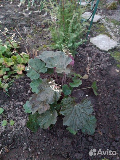 Гейхера Биг Топ Бронз