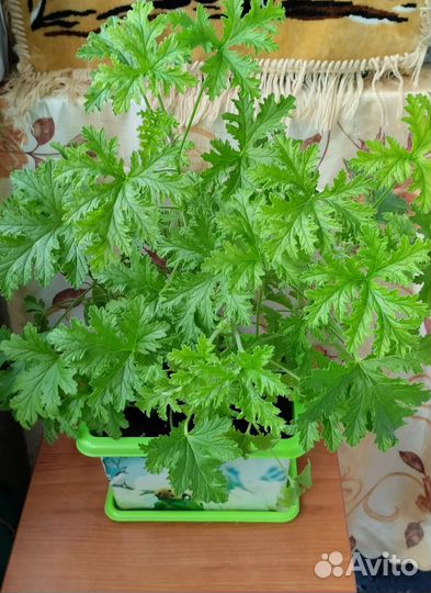 Герань душистая