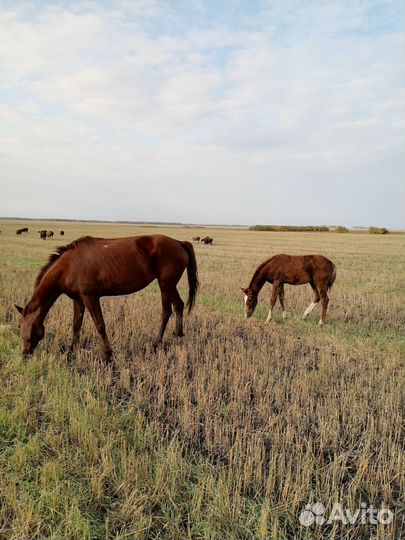 Лошади с жеребятами