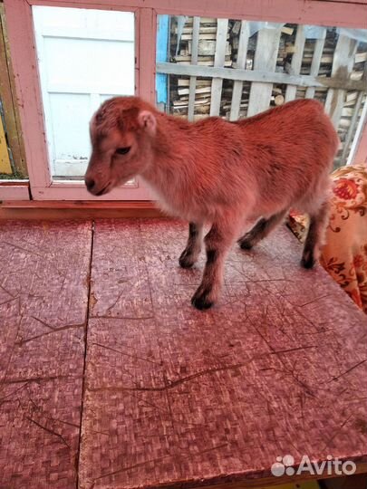 Козлята ламанча