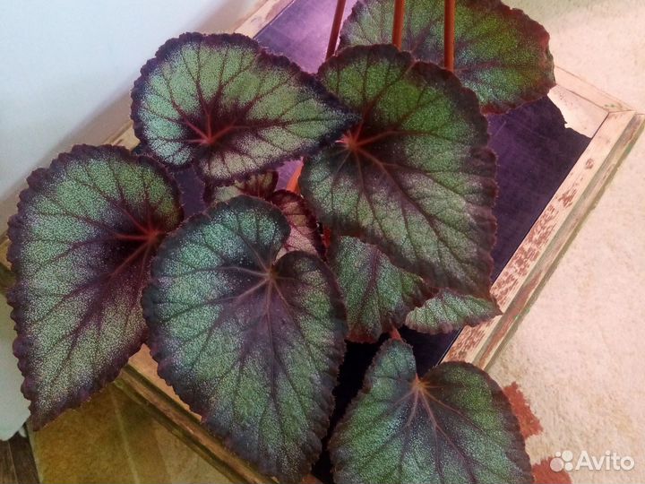 Бегонии декоративнолиственные