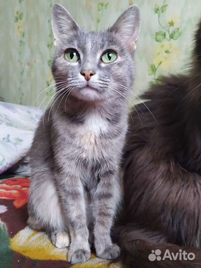 Обаятельная кошка в заботливые руки