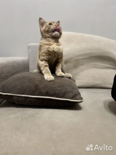 Котенок рыжий