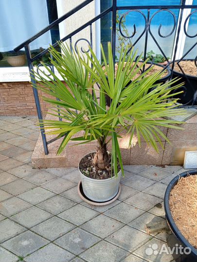 Пальма веерная