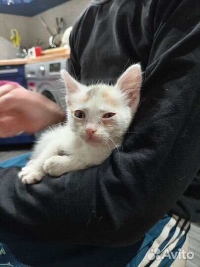 Кошка в дар бесплатно