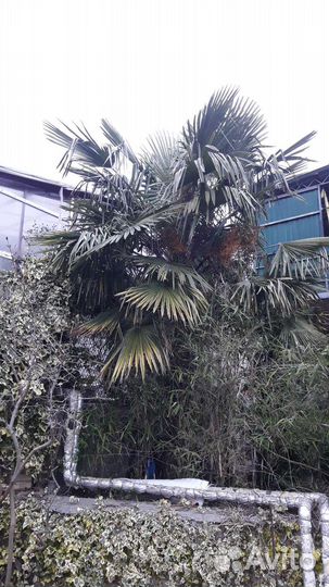 Пальма веерная