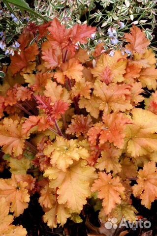 Гейхеры,морозники,бузульник