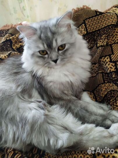 Кот на вязку