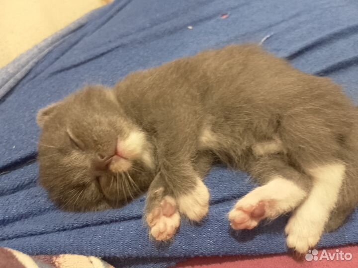 Котята в добрые руки бесплатно