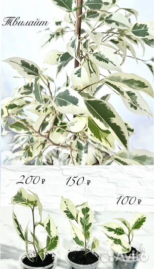 Фикусы, разные сорта