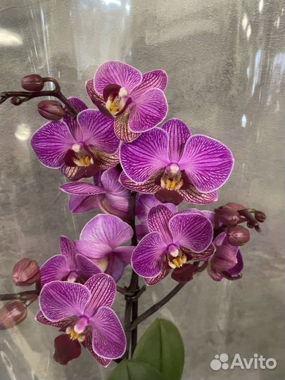 Орхидея фаленопсис