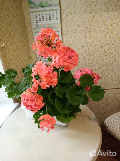 Пеларгония (герань) сортовая