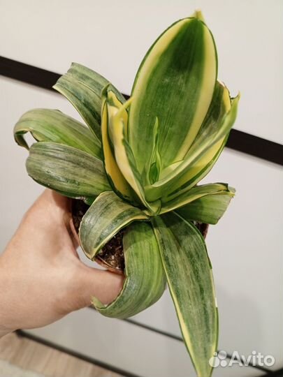 Сортовые Сансевьерии