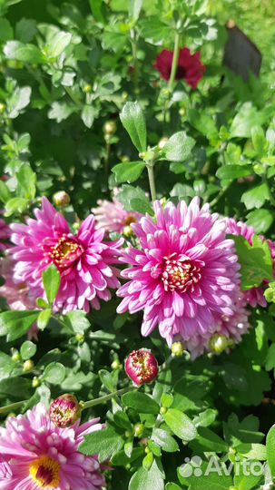 Хризантема кустовая