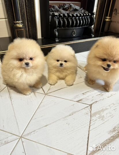 Помы для вашего дома