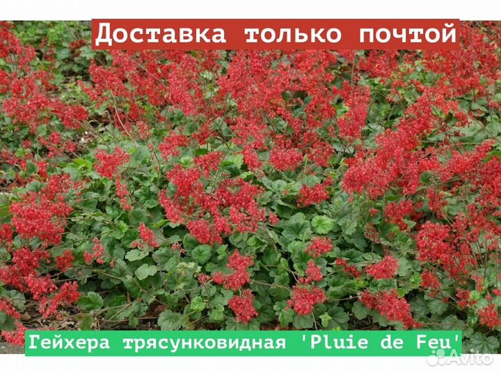 Гейхера трясунковидная Pluie de Feu