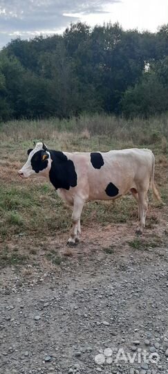 Быки на племя