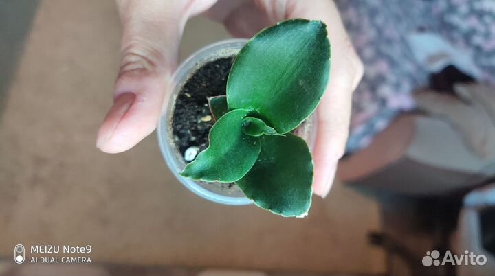 Сансевиерии