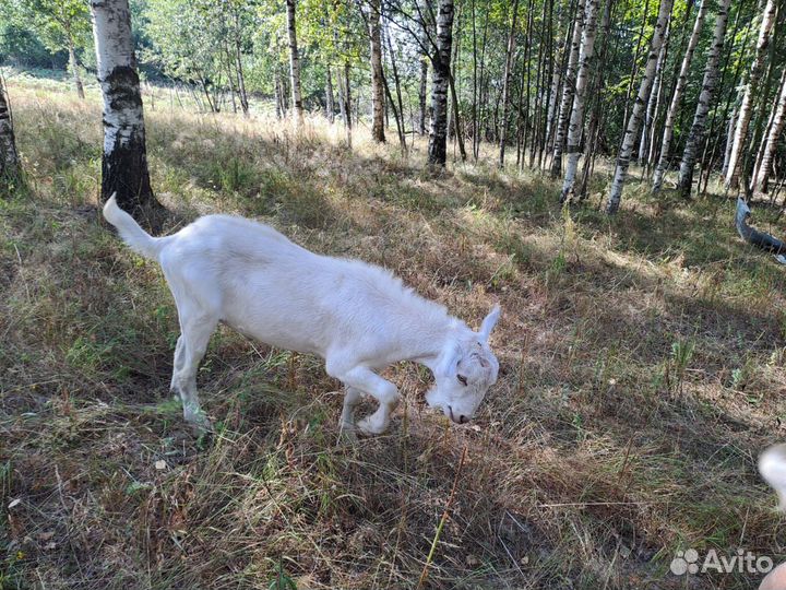 Козы и козлята продажа