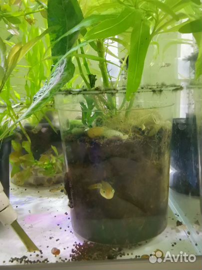 Тетрадон карликовый, взрослый, 4 шт