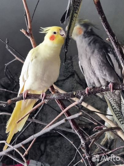 Корелла птенцы ручные