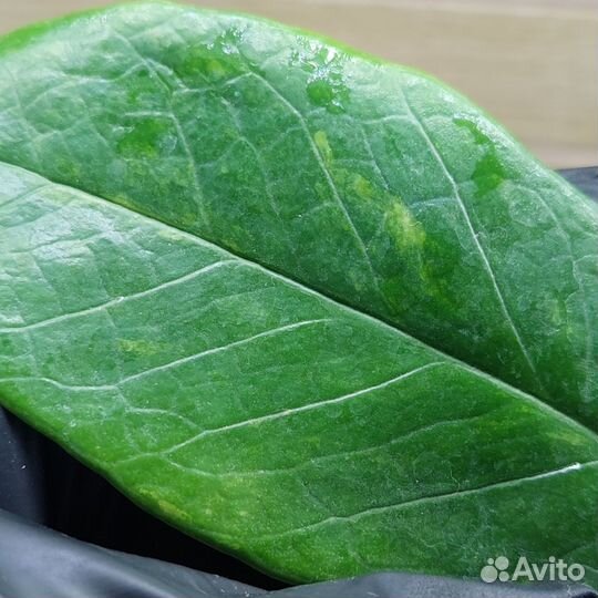 Замиокулькас черный вариегатный и Empreror